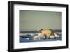 Polar Bear on Sea Ice, Hudson Bay, Nunavut, Canada-Paul Souders-Framed Photographic Print