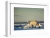 Polar Bear on Sea Ice, Hudson Bay, Nunavut, Canada-Paul Souders-Framed Photographic Print