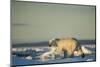 Polar Bear on Sea Ice, Hudson Bay, Nunavut, Canada-Paul Souders-Mounted Photographic Print