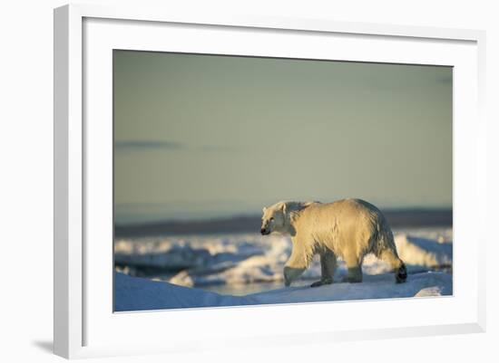 Polar Bear on Sea Ice, Hudson Bay, Nunavut, Canada-Paul Souders-Framed Photographic Print