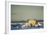 Polar Bear on Sea Ice, Hudson Bay, Nunavut, Canada-Paul Souders-Framed Photographic Print