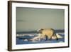 Polar Bear on Sea Ice, Hudson Bay, Nunavut, Canada-Paul Souders-Framed Photographic Print