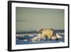 Polar Bear on Sea Ice, Hudson Bay, Nunavut, Canada-Paul Souders-Framed Photographic Print