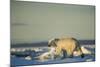 Polar Bear on Sea Ice, Hudson Bay, Nunavut, Canada-Paul Souders-Mounted Photographic Print