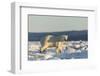 Polar Bear on Sea Ice, Hudson Bay, Nunavut, Canada-Paul Souders-Framed Photographic Print