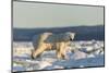Polar Bear on Sea Ice, Hudson Bay, Nunavut, Canada-Paul Souders-Mounted Photographic Print