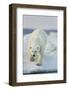 Polar Bear on Sea Ice, Hudson Bay, Nunavut, Canada-Paul Souders-Framed Photographic Print