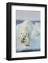 Polar Bear on Sea Ice, Hudson Bay, Nunavut, Canada-Paul Souders-Framed Photographic Print