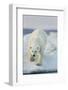 Polar Bear on Sea Ice, Hudson Bay, Nunavut, Canada-Paul Souders-Framed Photographic Print