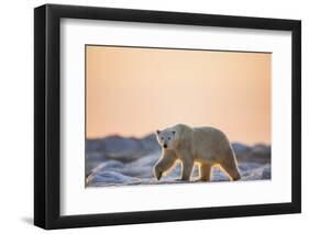 Polar Bear on Sea Ice, Hudson Bay, Nunavut, Canada-Paul Souders-Framed Photographic Print