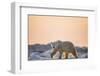 Polar Bear on Sea Ice, Hudson Bay, Nunavut, Canada-Paul Souders-Framed Photographic Print