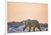 Polar Bear on Sea Ice, Hudson Bay, Nunavut, Canada-Paul Souders-Framed Photographic Print