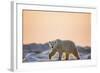 Polar Bear on Sea Ice, Hudson Bay, Nunavut, Canada-Paul Souders-Framed Photographic Print