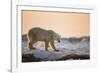 Polar Bear on Sea Ice, Hudson Bay, Nunavut, Canada-Paul Souders-Framed Photographic Print