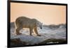 Polar Bear on Sea Ice, Hudson Bay, Nunavut, Canada-Paul Souders-Framed Photographic Print