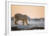 Polar Bear on Sea Ice, Hudson Bay, Nunavut, Canada-Paul Souders-Framed Photographic Print