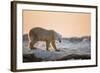 Polar Bear on Sea Ice, Hudson Bay, Nunavut, Canada-Paul Souders-Framed Photographic Print