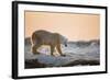 Polar Bear on Sea Ice, Hudson Bay, Nunavut, Canada-Paul Souders-Framed Photographic Print