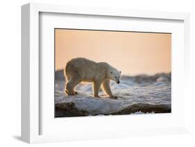 Polar Bear on Sea Ice, Hudson Bay, Nunavut, Canada-Paul Souders-Framed Photographic Print