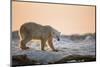 Polar Bear on Sea Ice, Hudson Bay, Nunavut, Canada-Paul Souders-Mounted Photographic Print