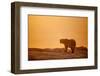 Polar Bear on Sea Ice, Hudson Bay, Nunavut, Canada-Paul Souders-Framed Photographic Print