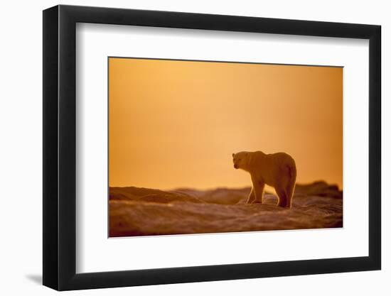 Polar Bear on Sea Ice, Hudson Bay, Nunavut, Canada-Paul Souders-Framed Photographic Print