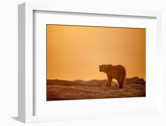 Polar Bear on Sea Ice, Hudson Bay, Nunavut, Canada-Paul Souders-Framed Photographic Print