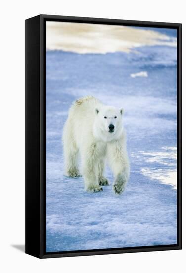 Polar Bear on Sea Ice-DLILLC-Framed Stretched Canvas