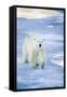 Polar Bear on Sea Ice-DLILLC-Framed Stretched Canvas
