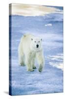 Polar Bear on Sea Ice-DLILLC-Stretched Canvas