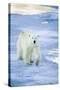 Polar Bear on Sea Ice-DLILLC-Stretched Canvas