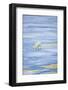 Polar Bear on Sea Ice-DLILLC-Framed Photographic Print