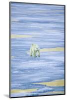 Polar Bear on Sea Ice-DLILLC-Mounted Photographic Print