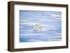 Polar Bear on Sea Ice-DLILLC-Framed Photographic Print