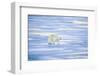 Polar Bear on Sea Ice-DLILLC-Framed Photographic Print