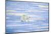 Polar Bear on Sea Ice-DLILLC-Mounted Photographic Print