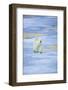 Polar Bear on Sea Ice-DLILLC-Framed Photographic Print