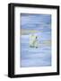 Polar Bear on Sea Ice-DLILLC-Framed Photographic Print