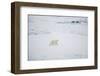 Polar Bear on Sea Ice-DLILLC-Framed Photographic Print