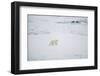 Polar Bear on Sea Ice-DLILLC-Framed Photographic Print