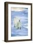 Polar Bear on Sea Ice-DLILLC-Framed Photographic Print