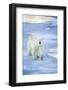 Polar Bear on Sea Ice-DLILLC-Framed Photographic Print