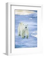 Polar Bear on Sea Ice-DLILLC-Framed Photographic Print