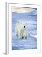 Polar Bear on Sea Ice-DLILLC-Framed Photographic Print