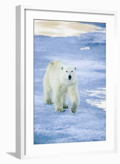 Polar Bear on Sea Ice-DLILLC-Framed Photographic Print