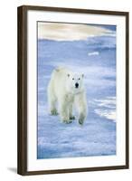 Polar Bear on Sea Ice-DLILLC-Framed Photographic Print