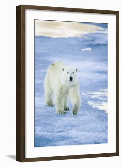 Polar Bear on Sea Ice-DLILLC-Framed Photographic Print