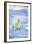 Polar Bear on Sea Ice-DLILLC-Framed Photographic Print