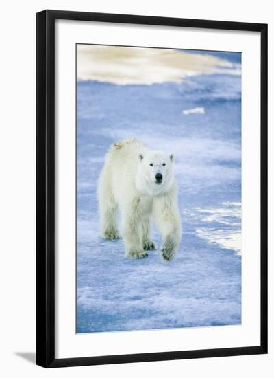 Polar Bear on Sea Ice-DLILLC-Framed Photographic Print