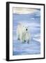 Polar Bear on Sea Ice-DLILLC-Framed Photographic Print